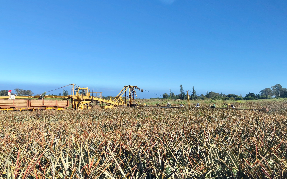 pineapple plantation tour maui