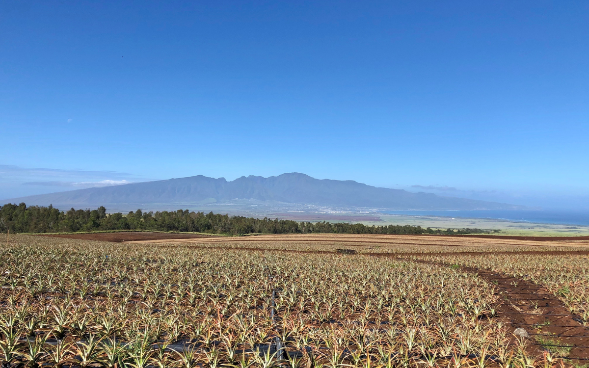 pineapple plantation tour maui