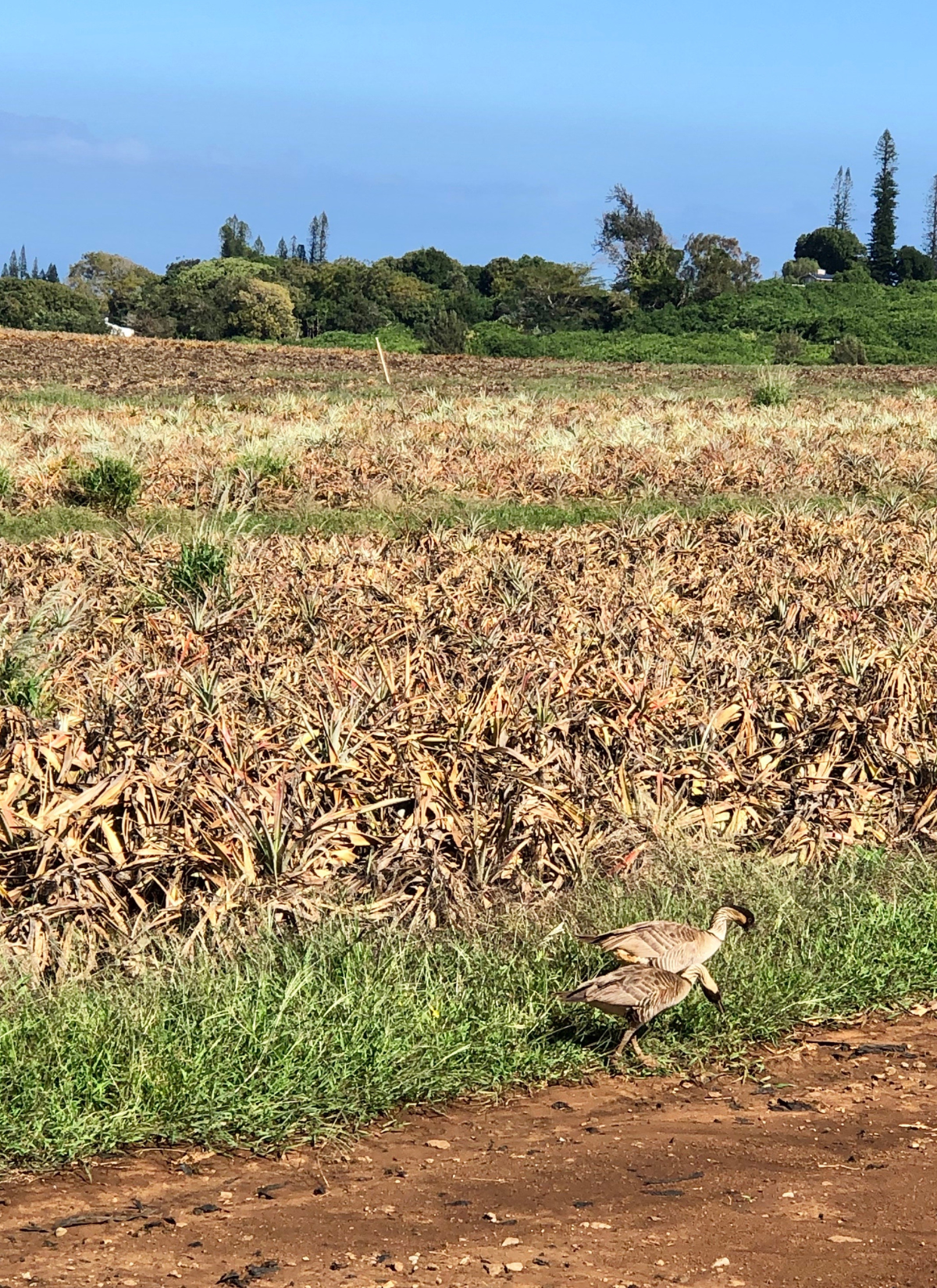 pineapple plantation tour maui