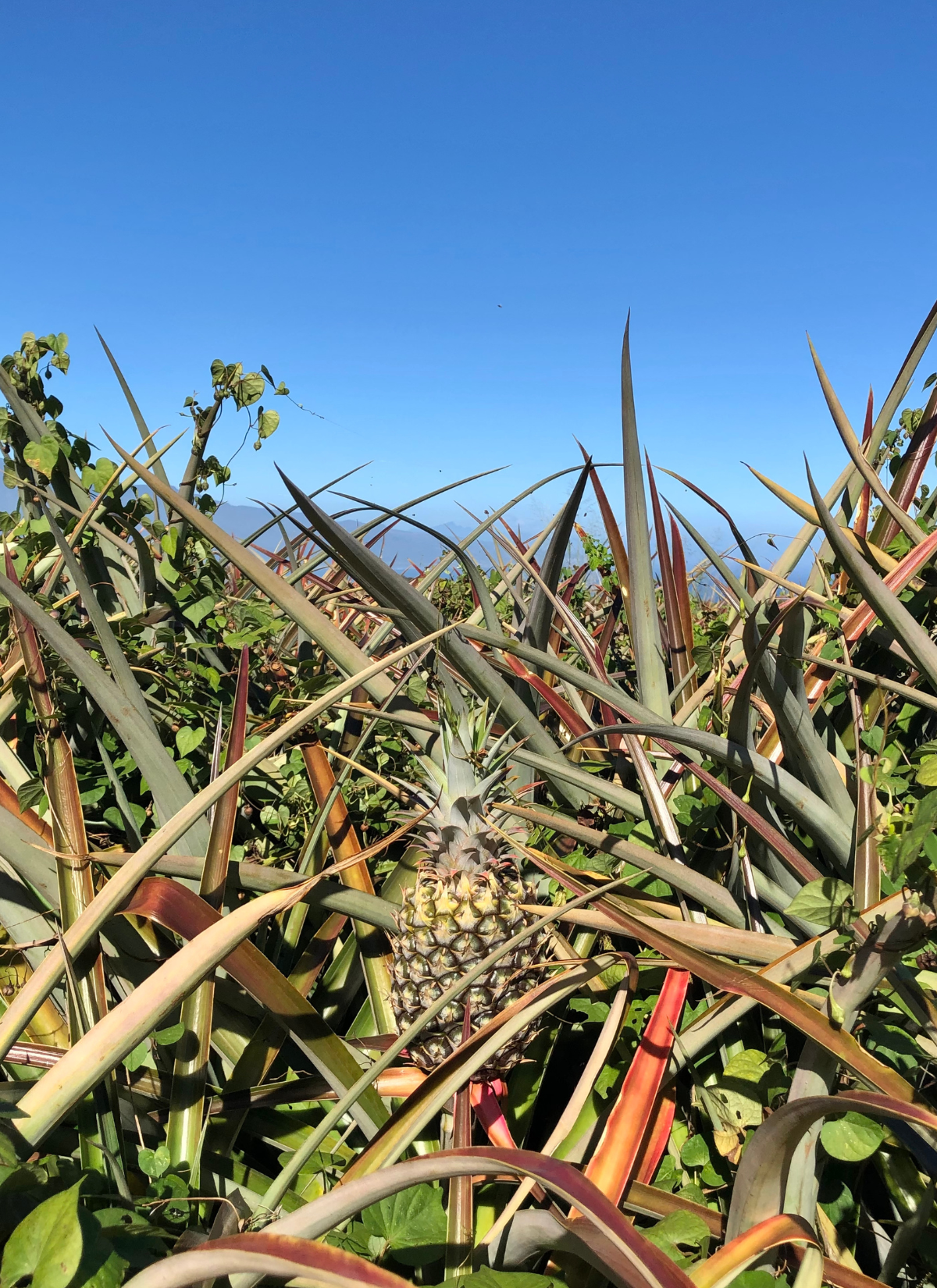 pineapple plantation tour maui