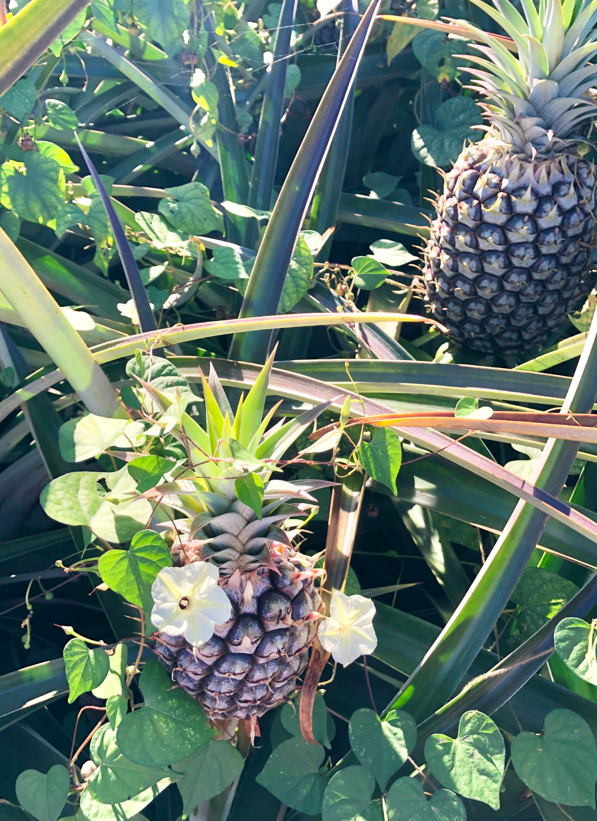 pineapple plantation tour maui