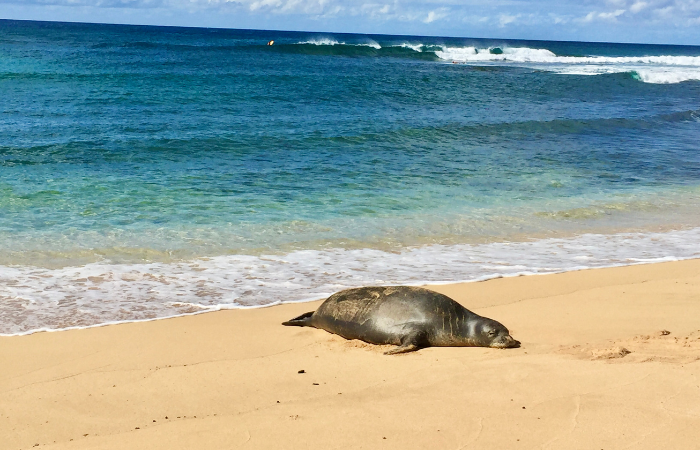 planning a trip to kauai