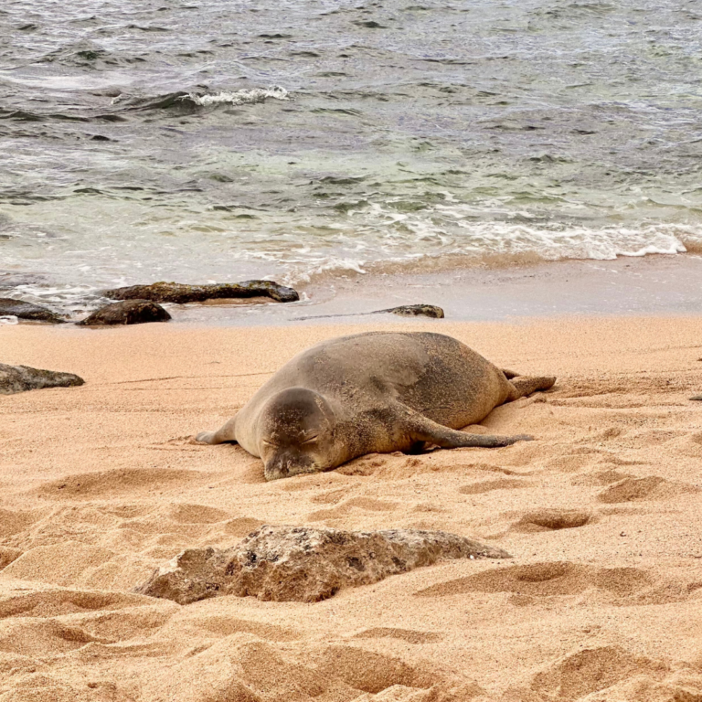 Looking for “Secret” Things to Do on Oahu? These Gems Are Hiding Right Under Your Nose
