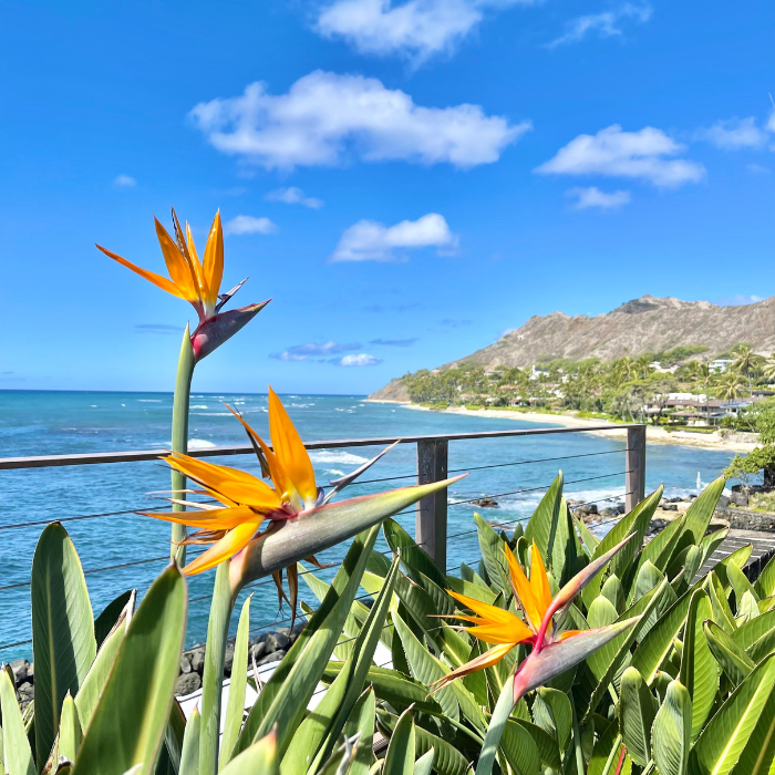 oahu travel videos