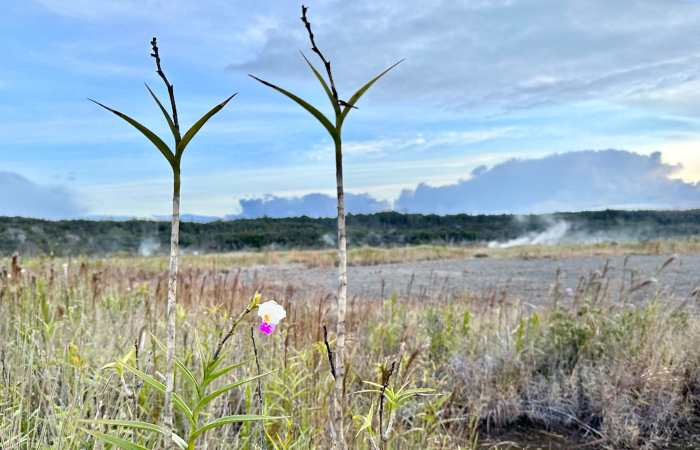 can you visit volcano national park right now