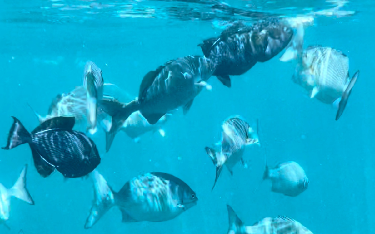 napali boat tours from north shore