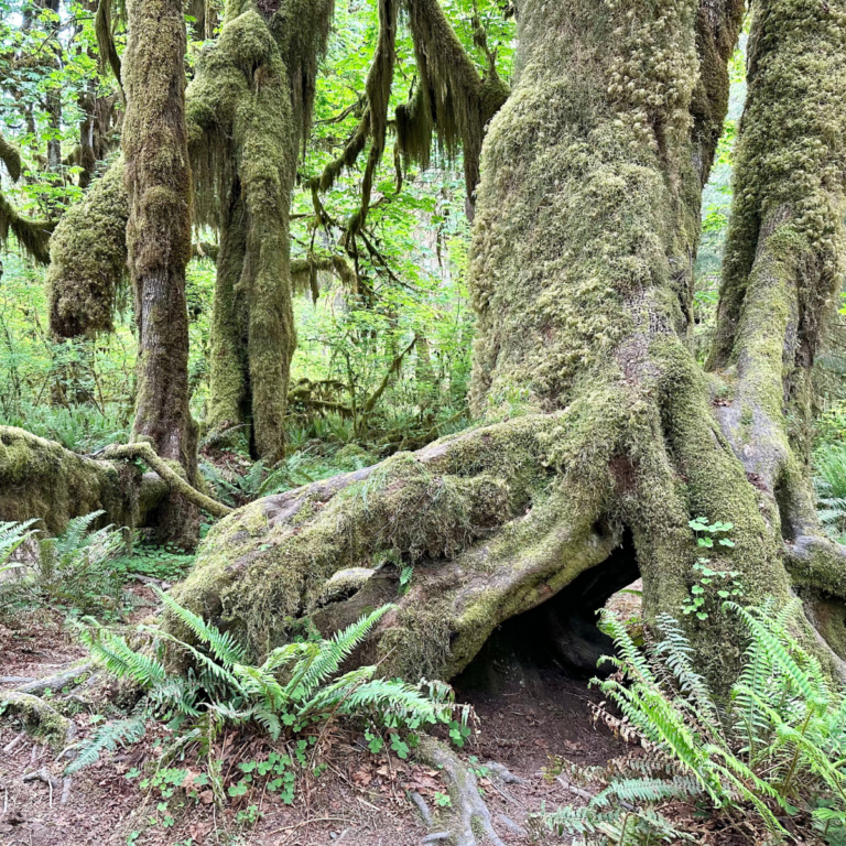 2 Days in Olympic National Park: Everything I Did (& What I Wish I Had Time For)