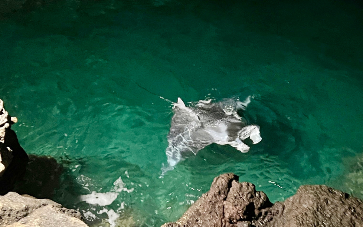 snorkeling tours on the big island