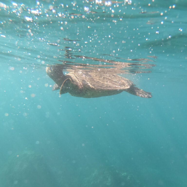 Where to See Turtles on Maui: Best Beaches & Snorkel Spots