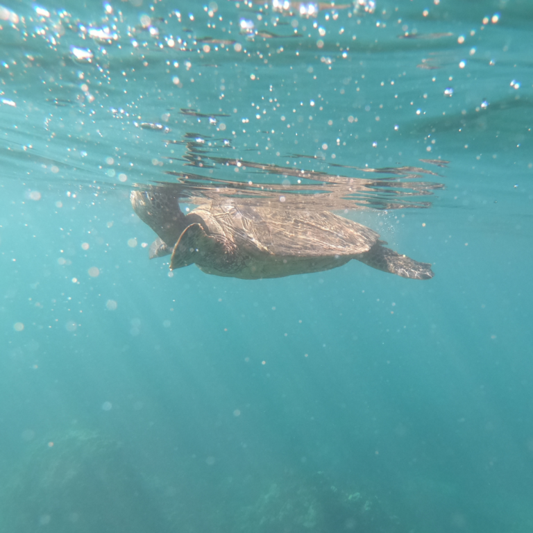 Where to See Turtles in Maui: Snorkeling at Turtle Town + the Best Beaches