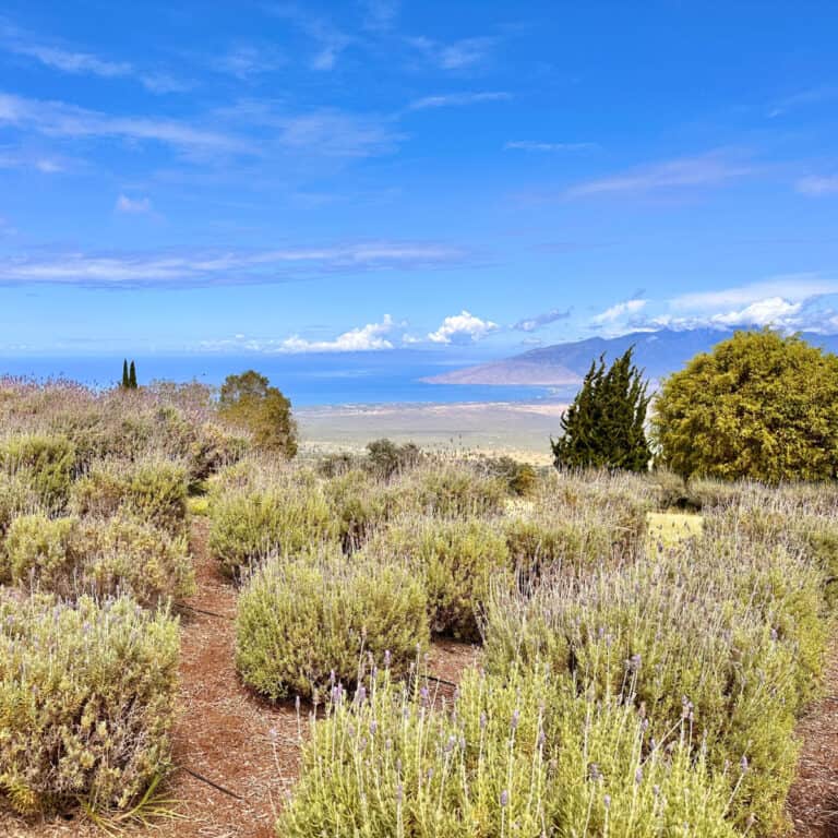 This Maui Farm Has Lavender Fields and Views You Have to See to Believe