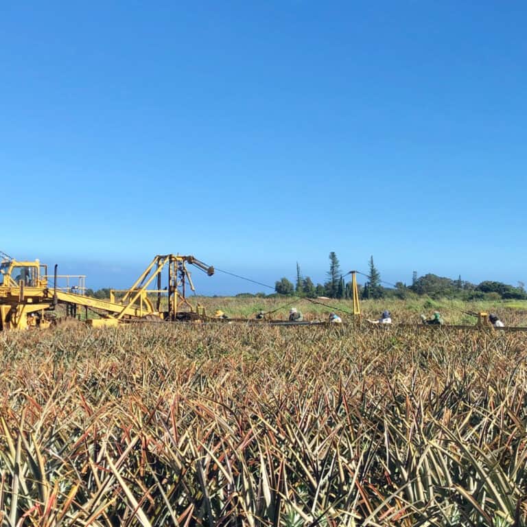 This Maui Farm Tour Takes You Straight into the Pineapple Fields