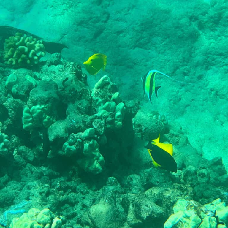 Molokini vs Lanai: The Truth About Maui’s Most Hyped Snorkel Spots