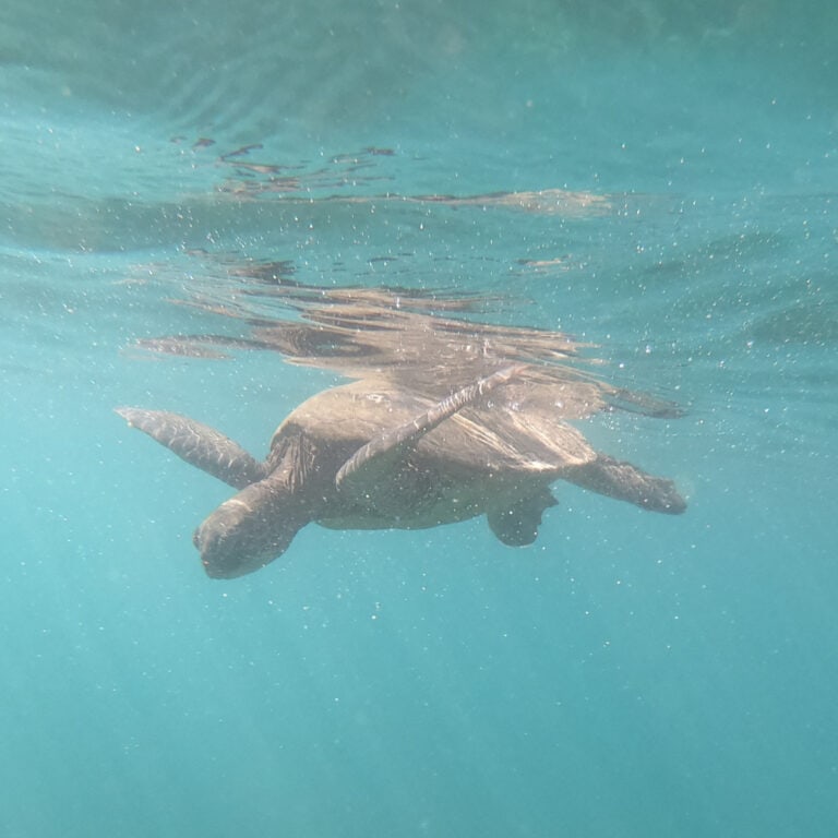 The Ultimate List of Maui Snorkel Spots — From Off the Beach Reefs to Epic Day Adventures