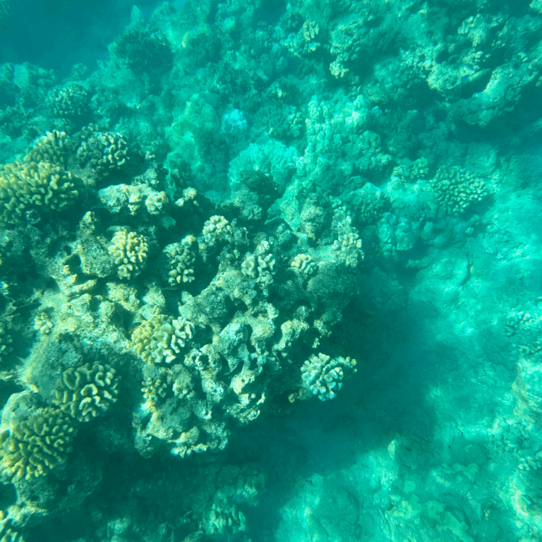 This Snorkeling Day Trip to a Hidden Hawaiian Island Could Be the Best Day of Your Maui Vacation