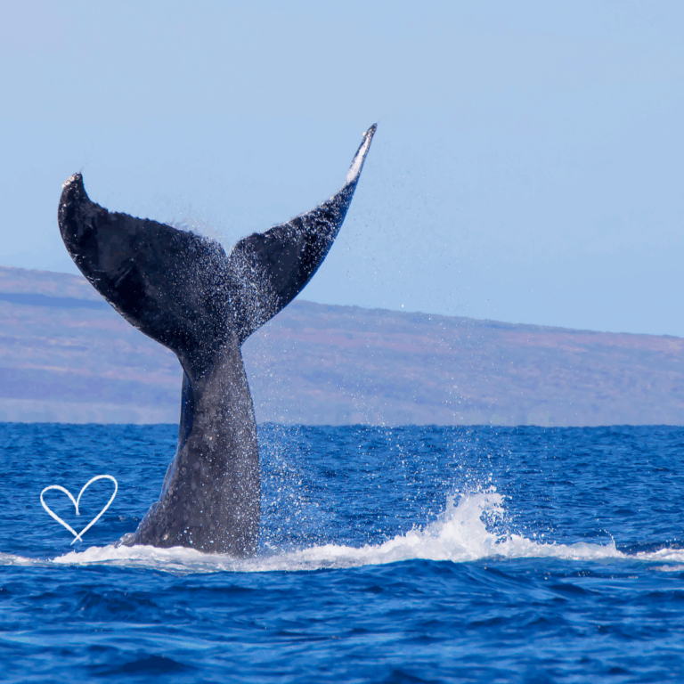 Maui Whale Watching FAQs: Here’s What I Wish I Knew Before I Went