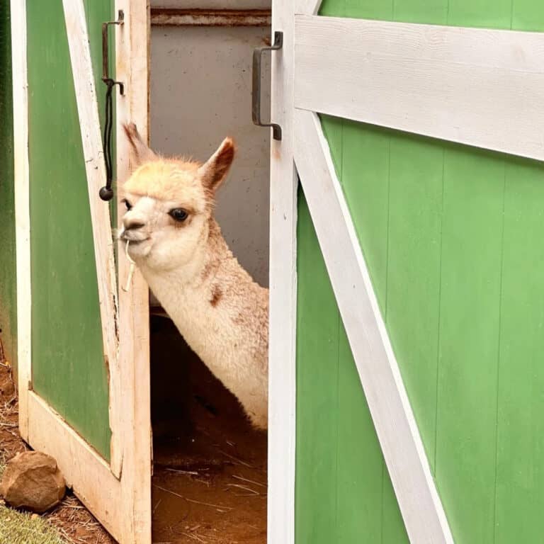 Yes, There Are Alpacas on Maui (And You Should Absolutely Go Meet Them)