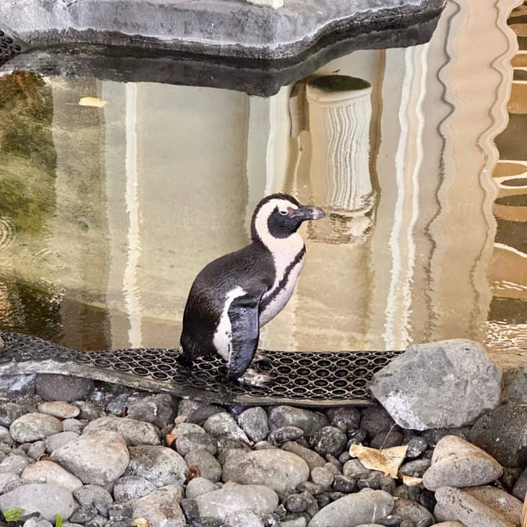 Wait…There Are Penguins Living in a Maui Hotel Lobby?