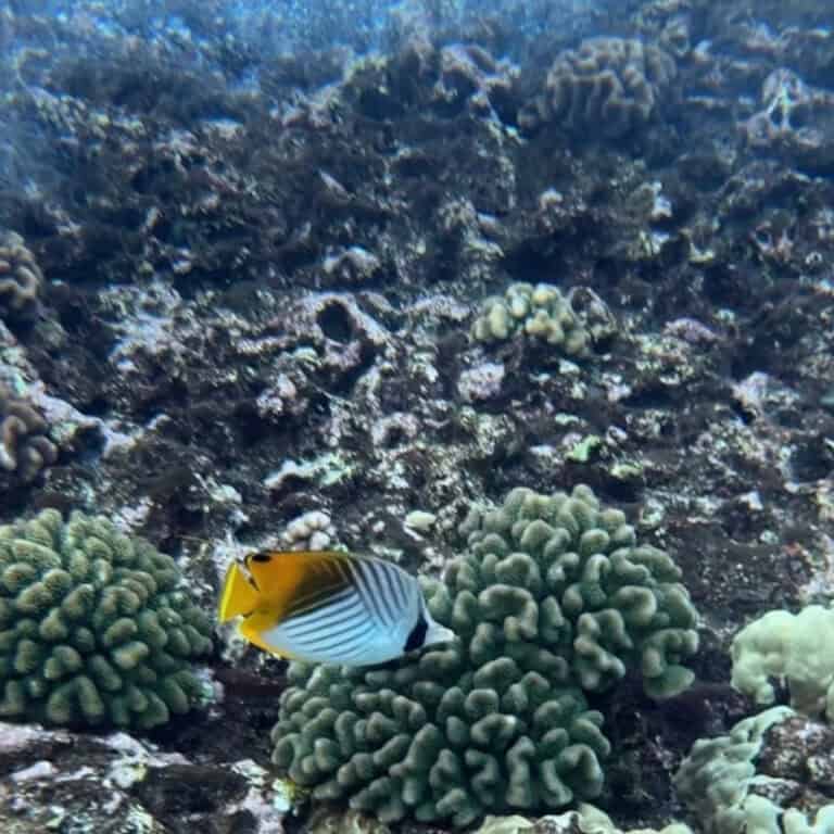 The Honest Truth About Snorkeling Molokini (Before You Spend $200+ per Person)