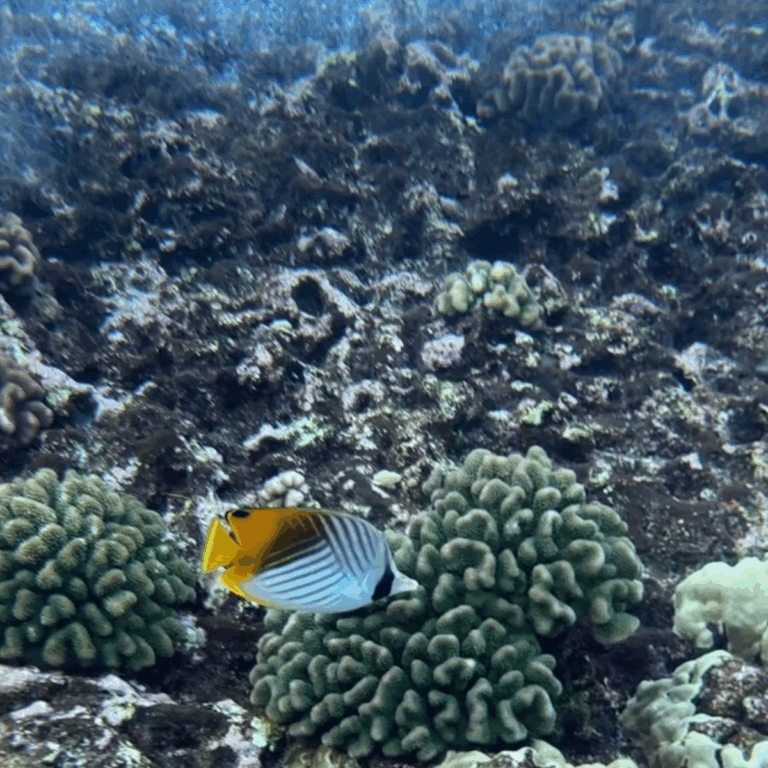 The Honest Truth About Snorkeling Molokini (Before You Spend $200+ per Person)