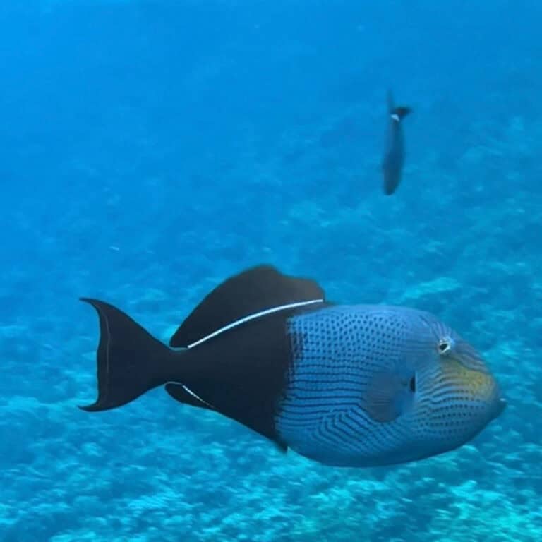 The Only Way I’ll Snorkel Molokini Crater (How to Beat the Crowds at Maui’s Top Snorkeling Spot)