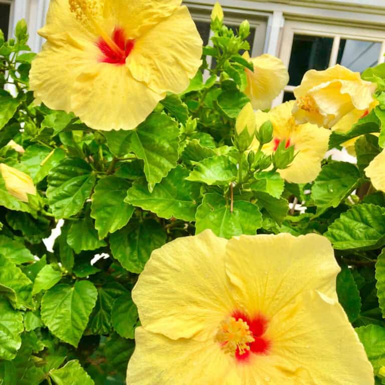 Where to Find Maui Condos & Vacation Rentals (a Map to all the Best Spots)