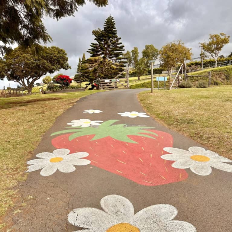 Pumpkins in Fall, Strawberries in Spring…This Maui Upcountry Farms Delivers Year Round